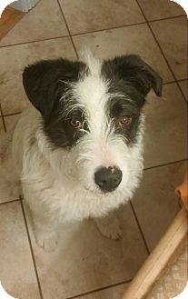 Wire haired collie clearance
