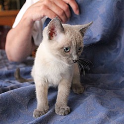 Thumbnail photo of Gwen-Siamese kitten #2