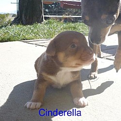 Thumbnail photo of Cinderella #1