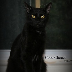 Thumbnail photo of Coco Chanel #1