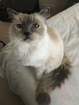 Santa Barbara Ca Ragdoll Meet Nimmy A Pet For Adoption