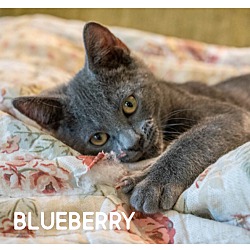 Photo of Blueberry