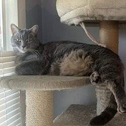 Photo of Kitty Love