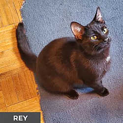 Thumbnail photo of Rey #2