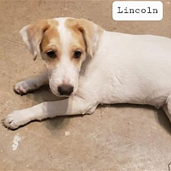 Thumbnail photo of Lincoln #3