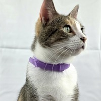 adopt-pet