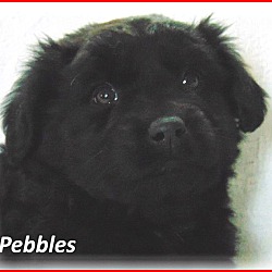 Thumbnail photo of Pebbles-Adoption Pending #2