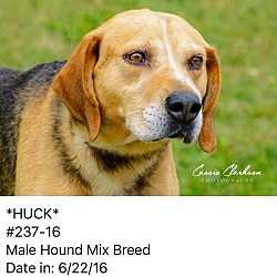 Thumbnail photo of Huck - ADOPTED! #1