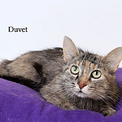 Thumbnail photo of Duvet #2