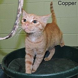 Thumbnail photo of Copper #4