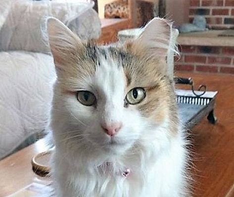 Rochester Ny Manx Meet Bunny Manx Mix A Pet For Adoption