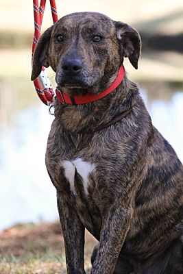 Southington Ct Blue Lacy Texas Lacy Meet Jose A Pet For Adoption