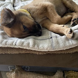 Thumbnail photo of Jack the Tiny mixed breed pupp #2