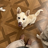 adopt a pet