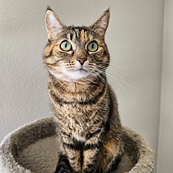 bonded pet photo