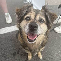adopt-pet
