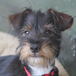 Thumbnail photo of Biscuit - pending adoption #1