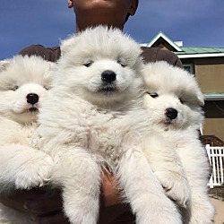 Photo of Samoyed pups