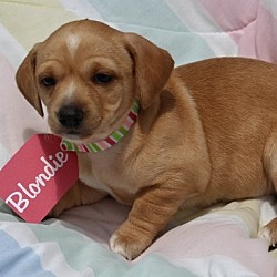Thumbnail photo of Blondie-ADOPTED #2