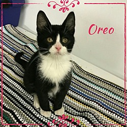 Thumbnail photo of Oreo #1