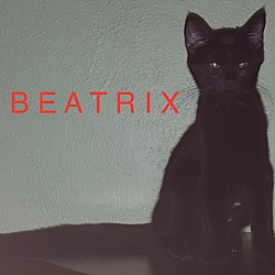 Thumbnail photo of Beatrix-adopted 2-17-18 #3
