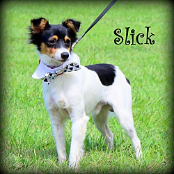 Thumbnail photo of Slick~adopted! #2