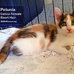 Thumbnail photo of Petunia #3