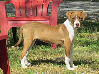 Adopt A Pet Petsmart Charities