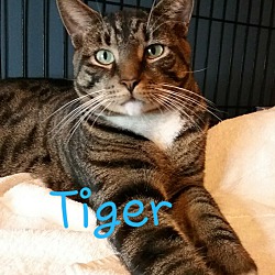 Thumbnail photo of Tiger #1
