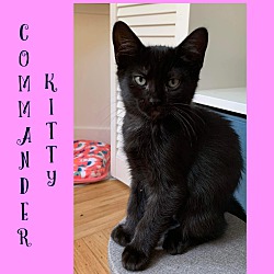 Photo of Commander kitty