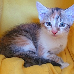 Thumbnail photo of Diamond's kitten - Tourquoise #1