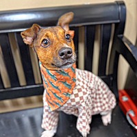 adopt a pet