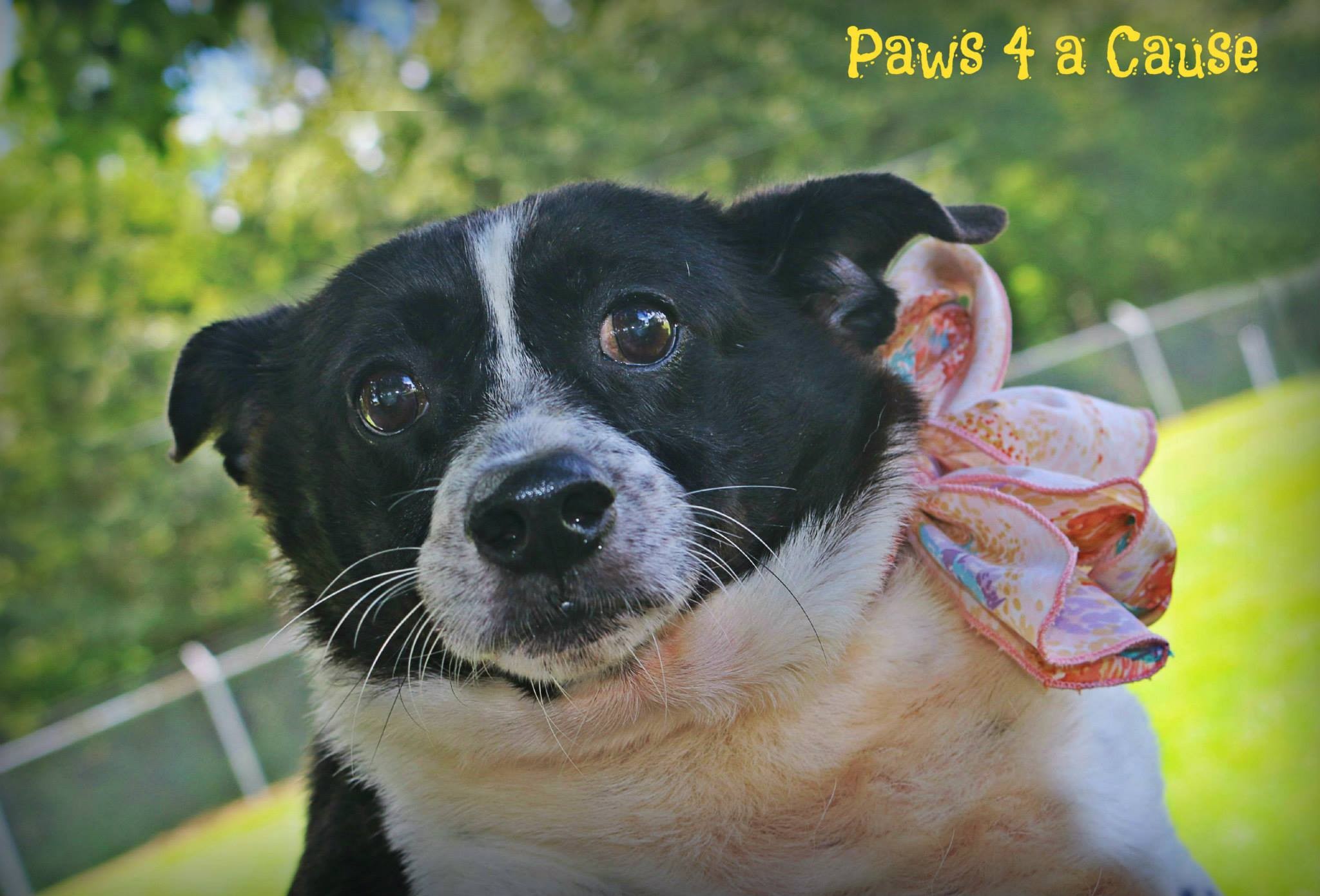 Fox news live online free Corgi puppies for sale paducah ky
