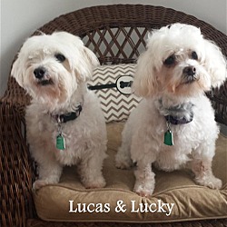 Thumbnail photo of Lucas & Lucky*Adopted #1