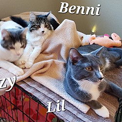 Thumbnail photo of Benni #2