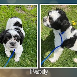 Photo of Adopted!! Pandy - IL