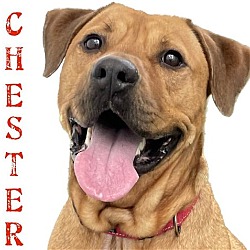 Thumbnail photo of Chester #4