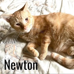 Photo of Newton