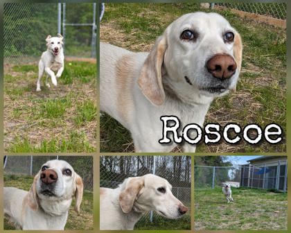 Photo of Roscoe