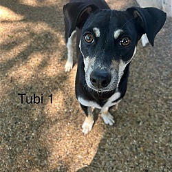 Photo of Tubi