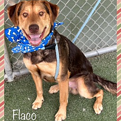 Thumbnail photo of FLACO #3
