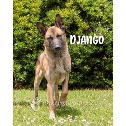 Photo of Django