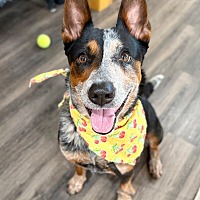 adopt a pet