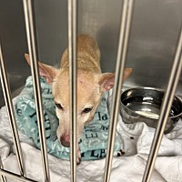 adopt a pet