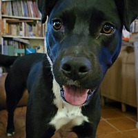 BERNIE CP - Labrador Retriever available for adoption