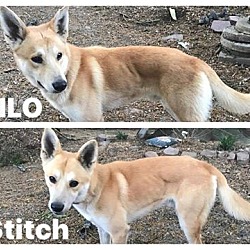 Thumbnail photo of Lilo & Stitch  #4