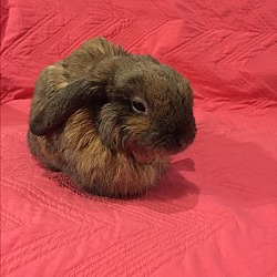Thumbnail photo of Lily Lop #3