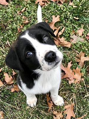 Hagerstown MD Border Collie. Meet Apple Butter RBF a Pet for