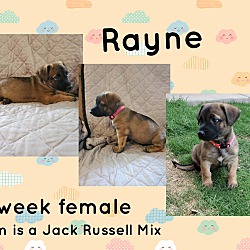 Thumbnail photo of RAYNE 7 WEEK JACK RUSSELL #1