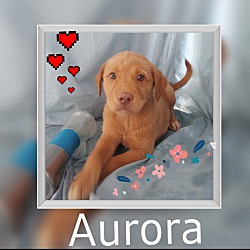 Thumbnail photo of Aurora #1
